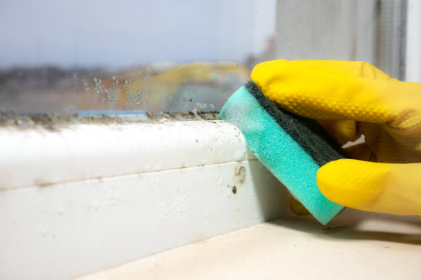Best Industrial Mold Remediation in Atherton, CA