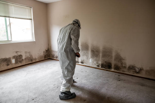 Best Basement Mold Remediation in Atherton, CA