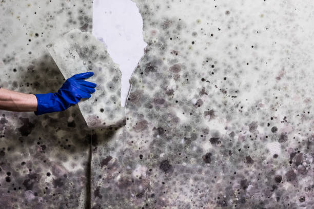 Best Insurance-Related Mold Remediation in Atherton, CA