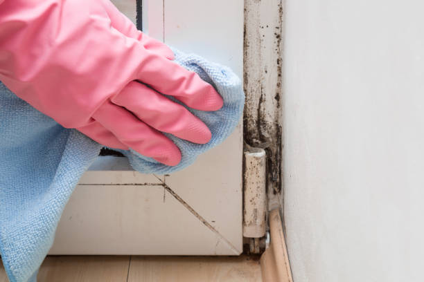 Best Kitchen Mold Remediation in Atherton, CA