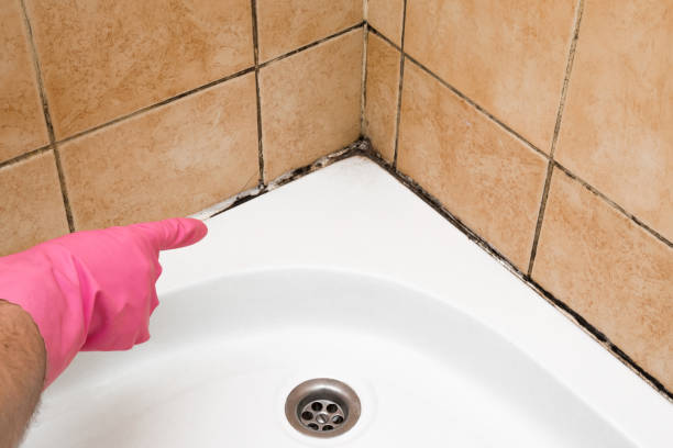 Best Commercial Mold Remediation in Atherton, CA